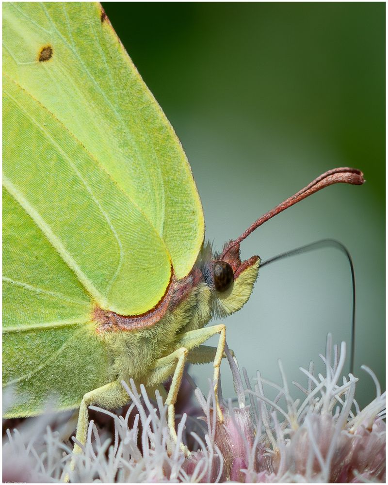A macro photography of a common Brimstone butterfly that sits on little white and pink blossoms, its trunk sunk into one of them to drink nectar. This is a closer up with even more details. 
The picture even shows the fine fur on the body and the scales on the wings.