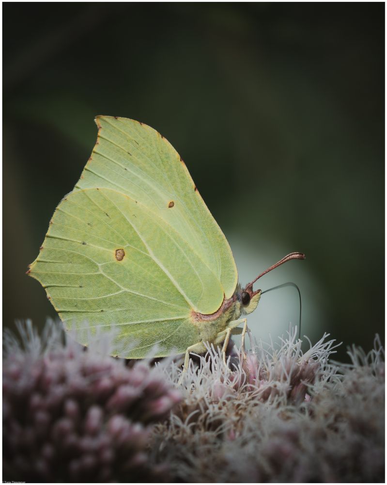 A macro photography of a common Brimstone butterfly that sits on little white and pink blossoms, its trunk sunk into one of them to drink nectar.