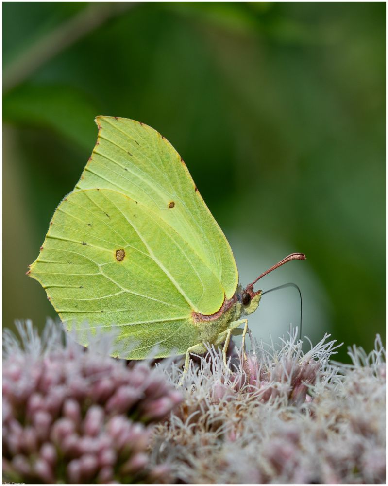 A macro photography of a common Brimstone butterfly that sits on little white and pink blossoms, its trunk sunk into one of them to drink nectar.