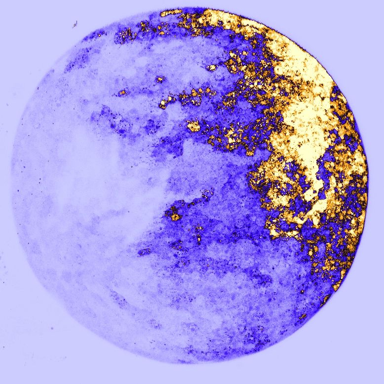 Fluorescent embryo showing the developing epidermis, pseudo-colored with the ICA LUT in FIJI