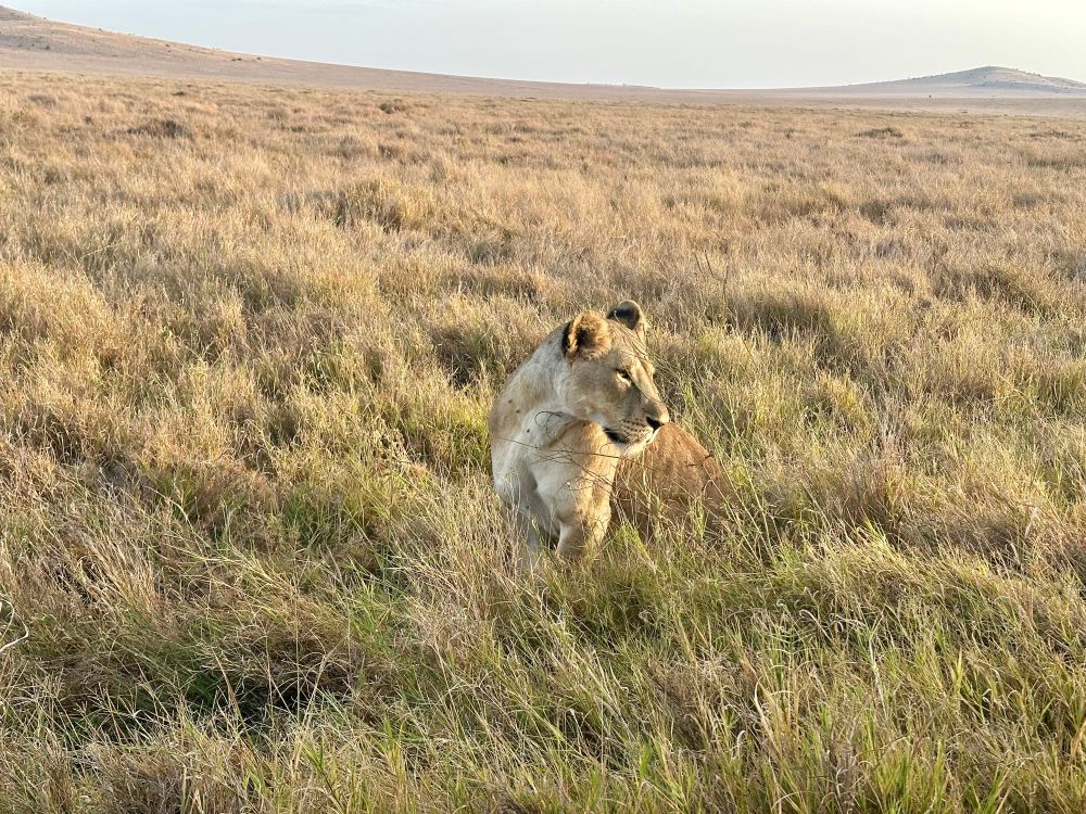 A female lion in the grass 