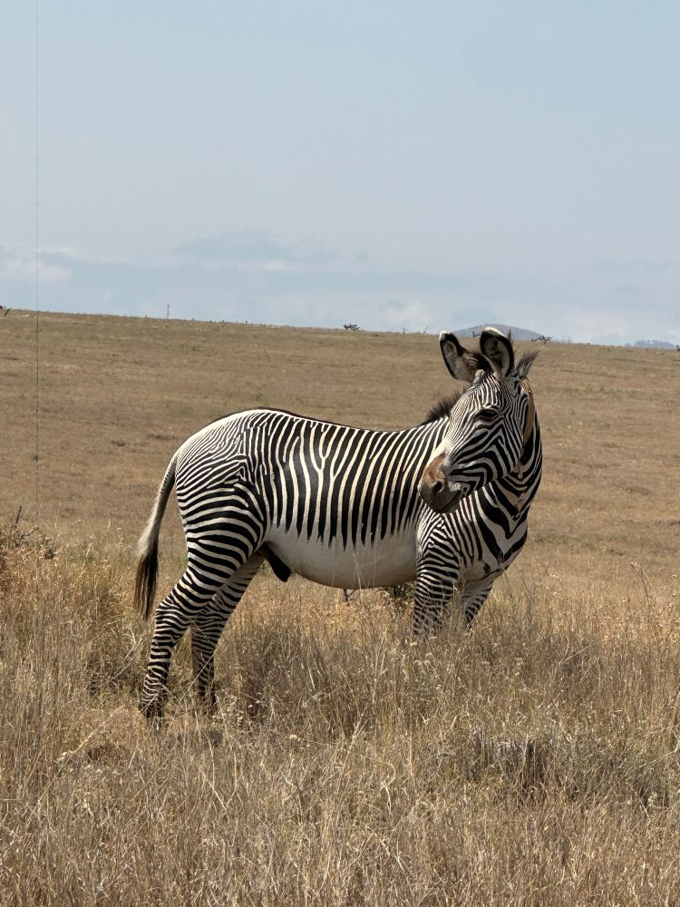 A zebra standing in a field of grass 