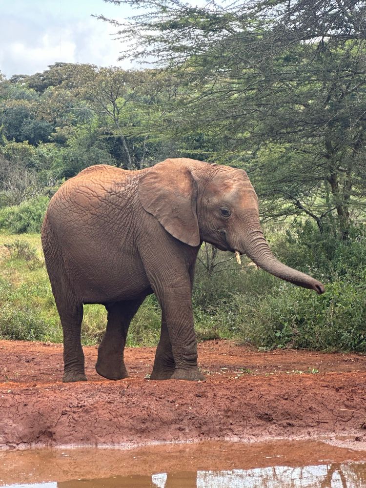 An elephant by a mud puddle 