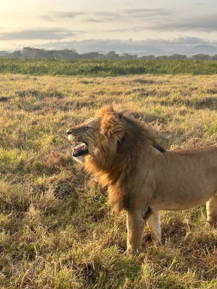 A male lion smells something stinky 