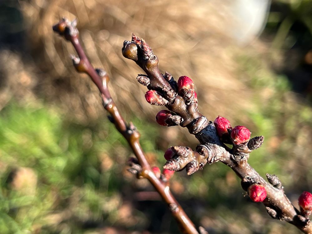 A close up of a purple peach tree branch with lots of bright pink buds about to burst 