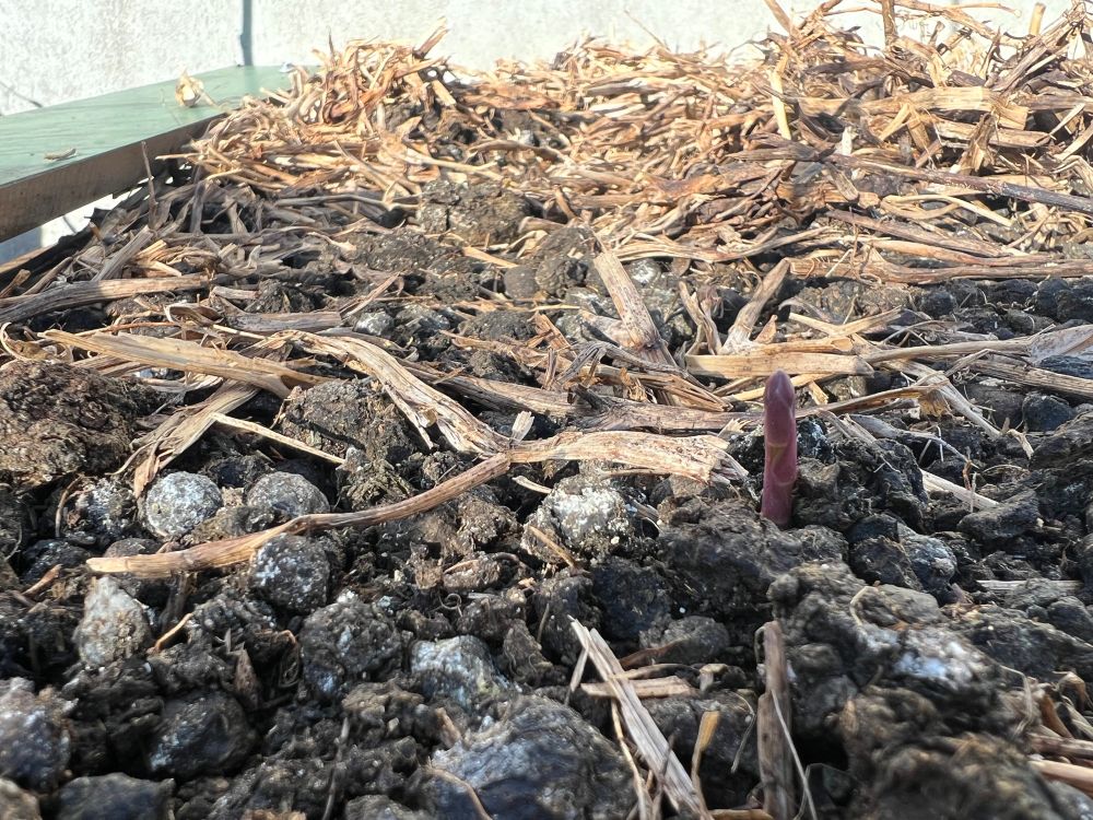 A garden bed full of soil sheep poop and battered pea straw. A lonely asparagus is poking out  its tiny purple head. 