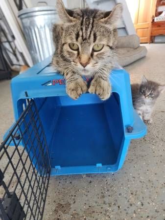 A large brown tabby Pixie-bob cat on top of a blue cat carrier, with curled ears and polydactyly toes. A fluffy grey kitten peeks out from around the corner inquisitively.