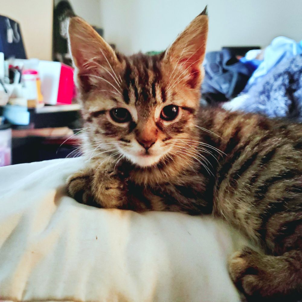 The baby Weency upon her first day in our house. She's laying on a white coverlet, looking at the camera, her paws delicately crossed. Tiny, perfect, baby kitten.