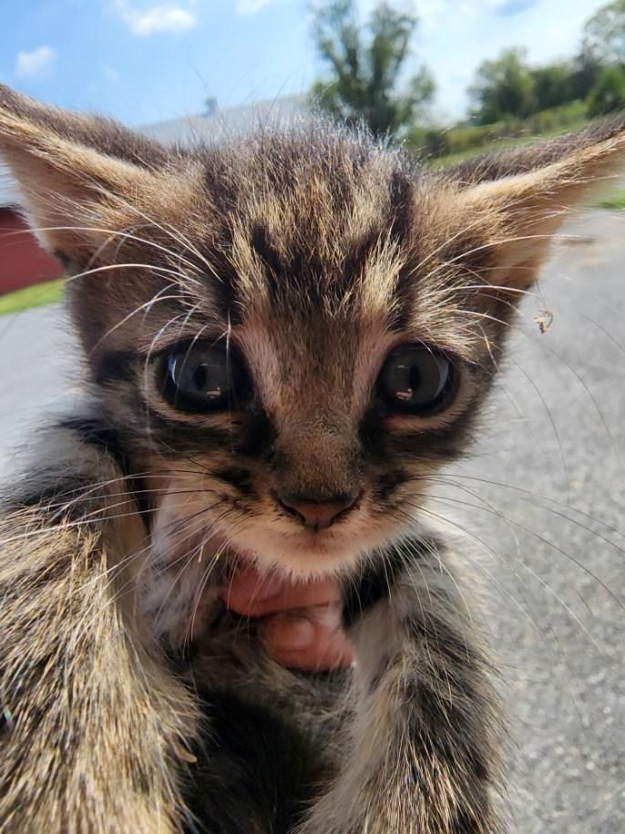 A tiny, tiny baby kitten Weency, still blue-eyed, with big ears.