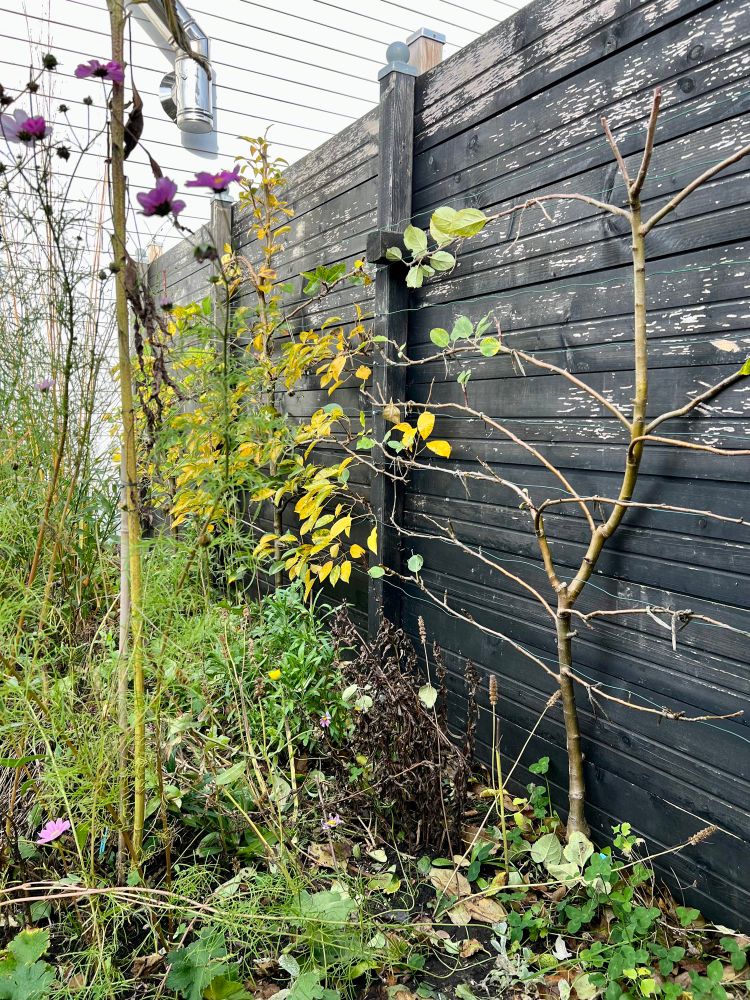 Espalier fruit trees, two apples and a pear 🍐 