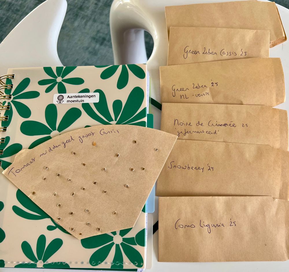 Tomato seeds in brown envelopes
A coffee filter with seeds in them, coffee filters are a very cheap and handy way to do this 