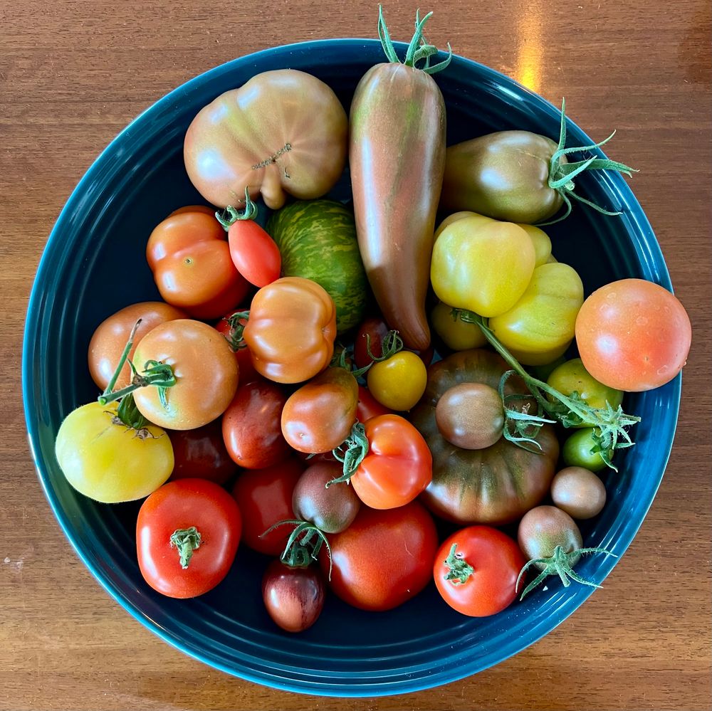 Teal bowl filled with tomatoes in a variety of colours and shapes 