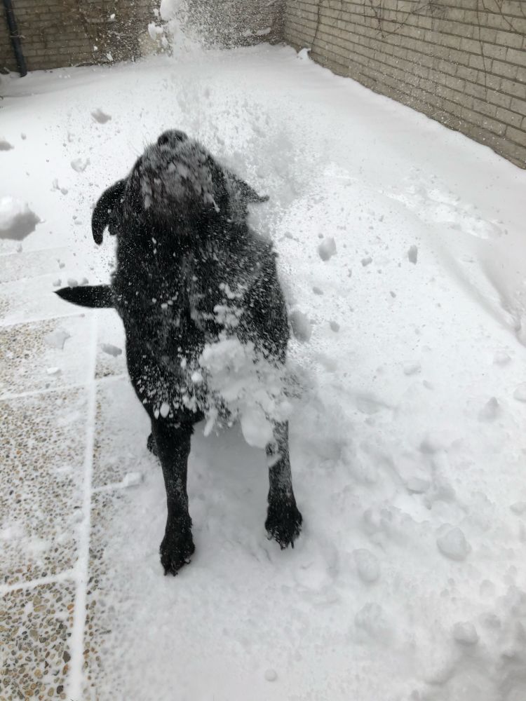 Onze (inmiddels overleden) hond Amber genoot van de sneeuw 