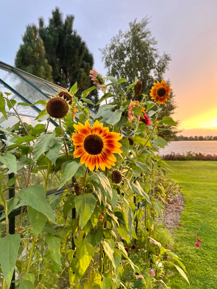 Zonnebloemen met geel en oranje 