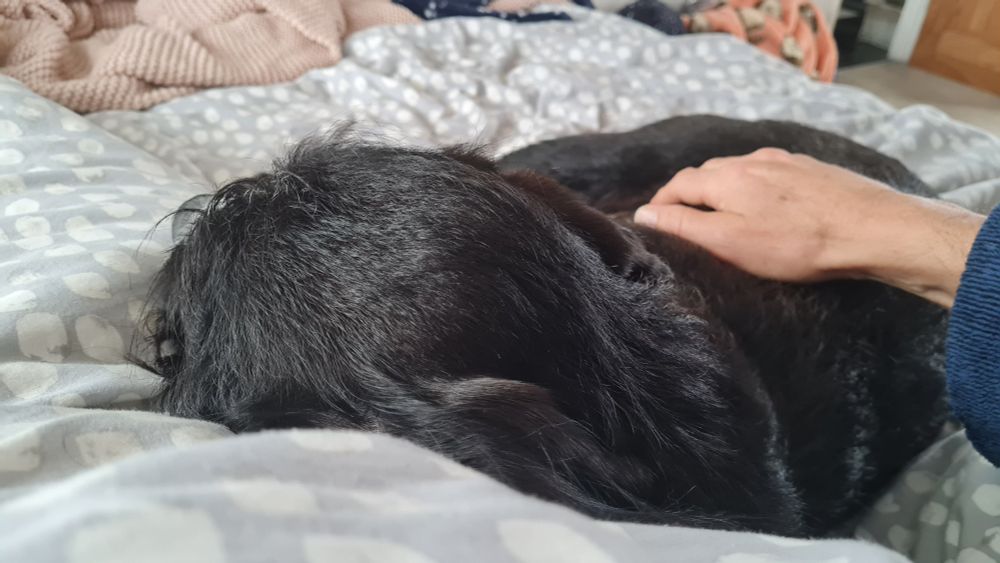 Sleeping black dog curled up on a bed asleep.