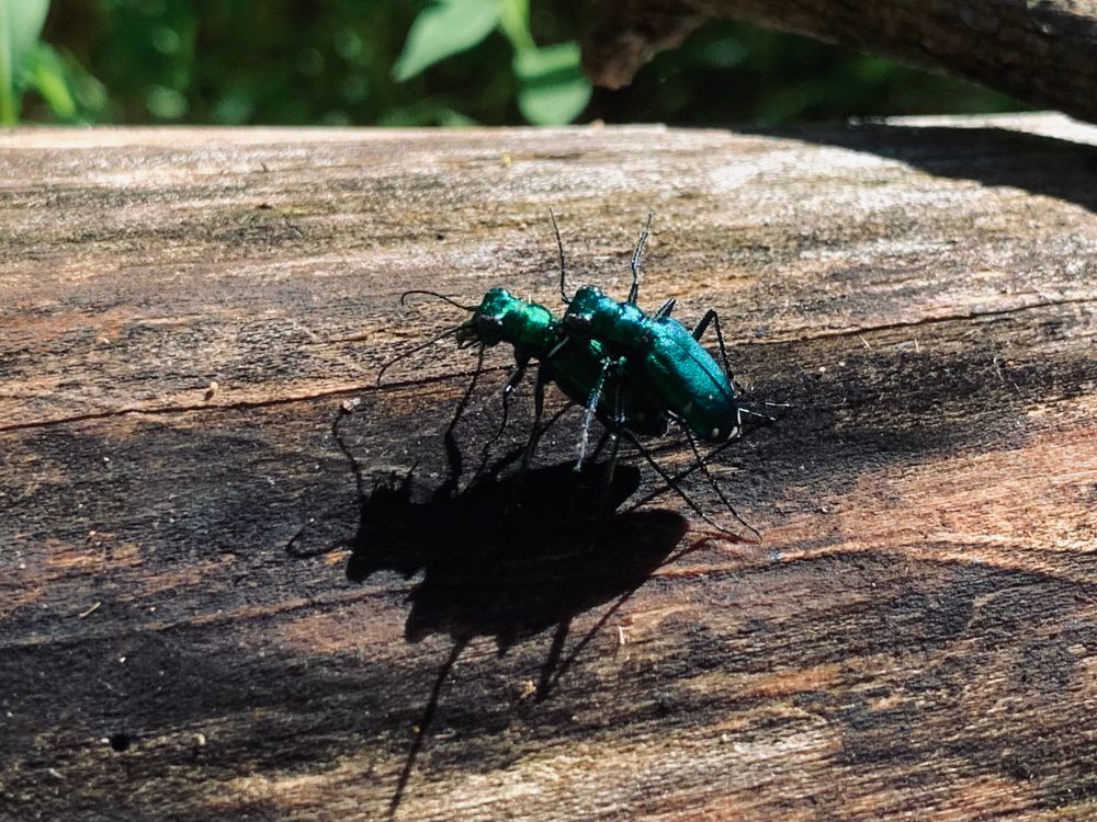two tiger beetles of species Cicindela  sexguttata having sex on a log
