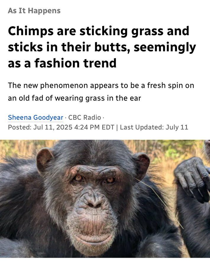 Chimps are sticking grass and sticks in their butts, seemingly as a fashion trend
The new phenomenon appears to be a fresh spin on an old fad of wearing grass in the ear