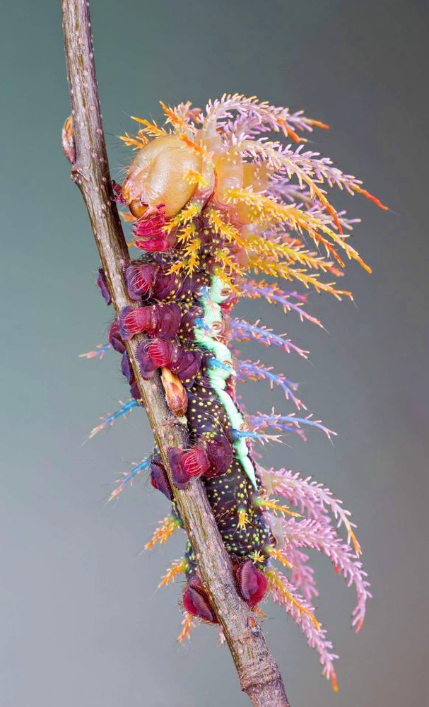 beautifully colored moth caterpillar latched onto a twig 