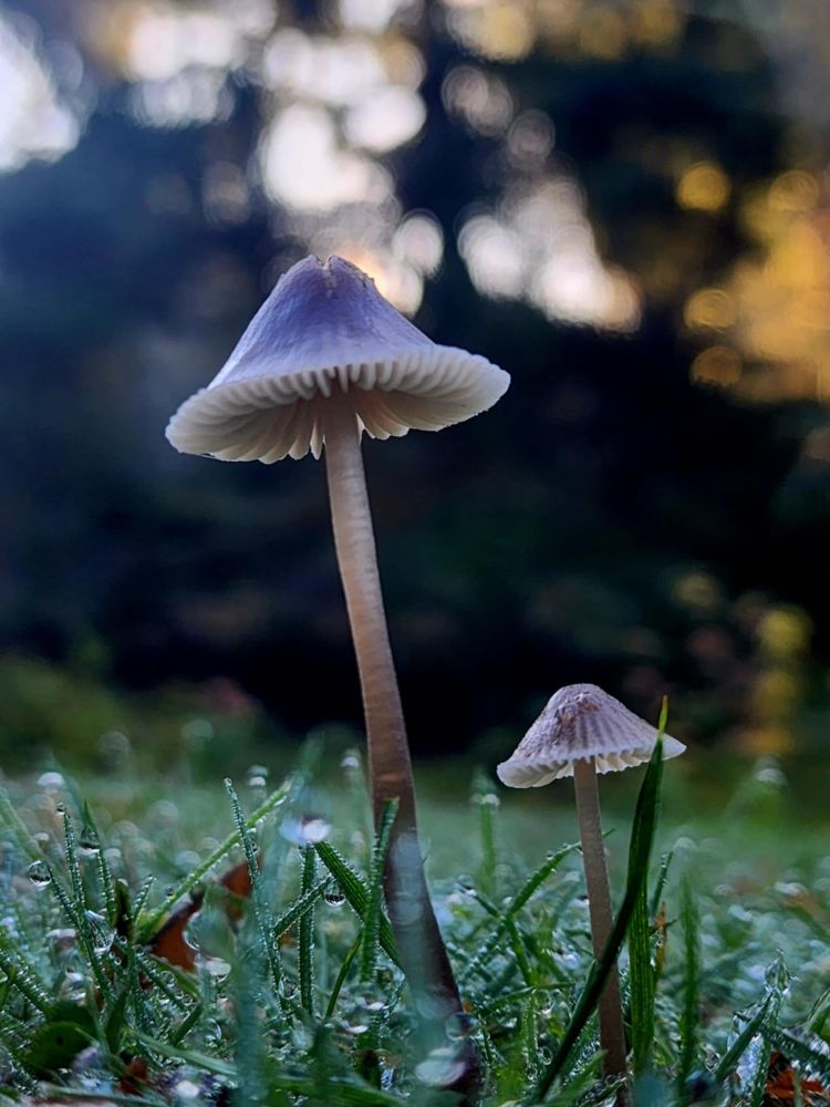 Photograph I took of two mushrooms rising from dew covered grass. 

Tags to follow

#photography #naturephotography #landscape #art #nativeart #Indigenousart #landback 