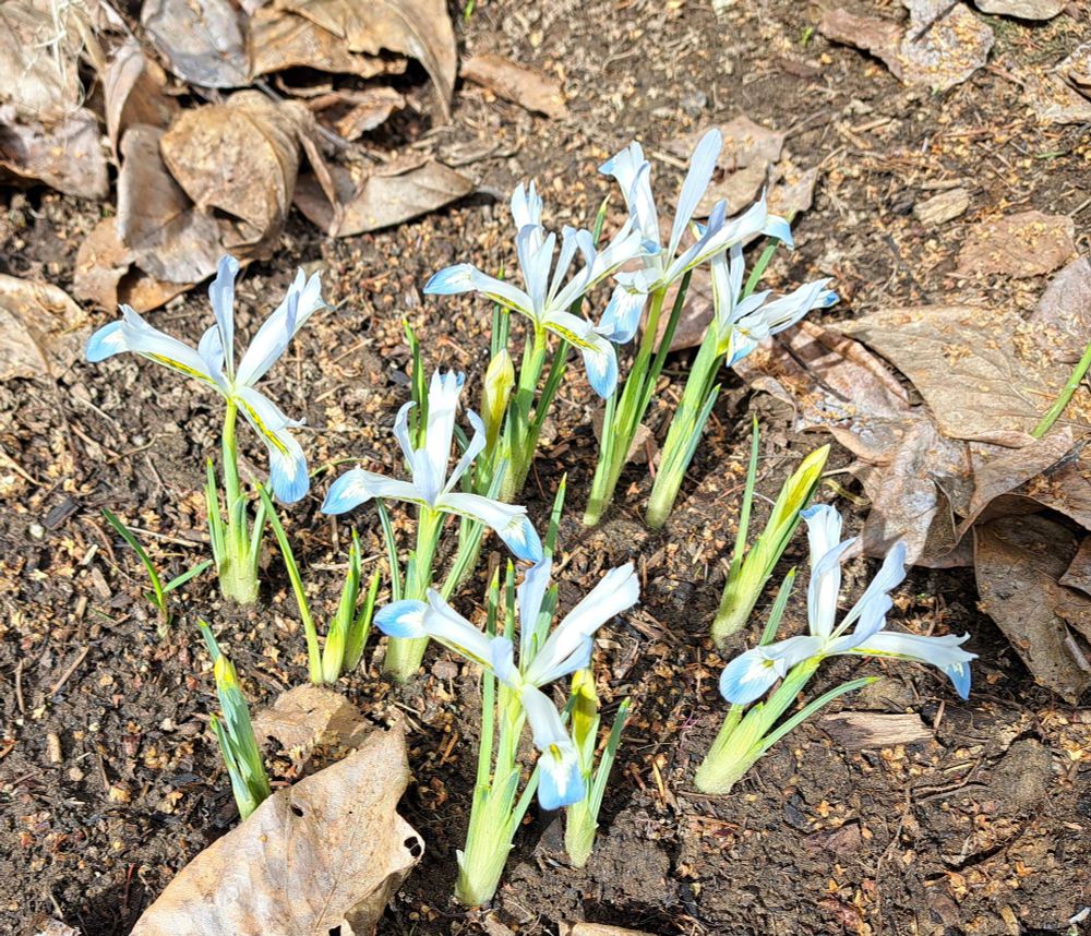 Frozen Planet iris group in muddy garden - light blue, white and yellow