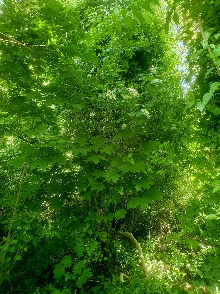 Grüne Bäume und Büsche, oben Holunderblüten
