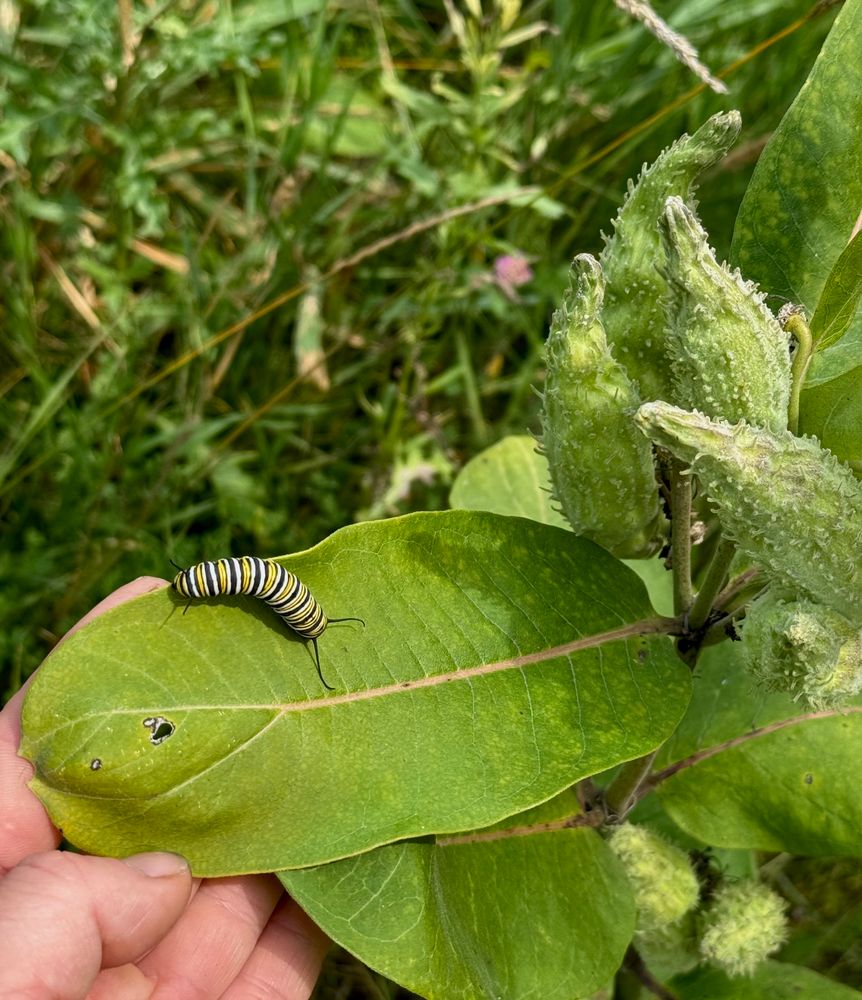 Stripped caterpillar on a leaf held gently by a hand 