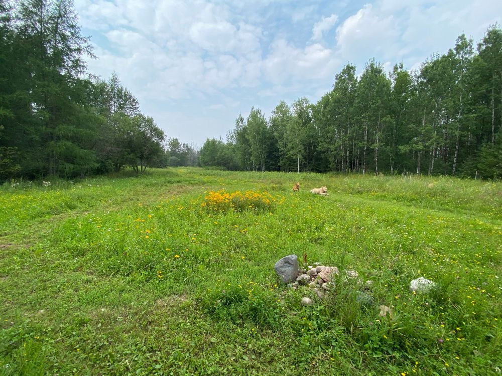 Field with yellow flowers in the center. Small rock pile in the foreground. Two golden retrievers running left to right in the background 