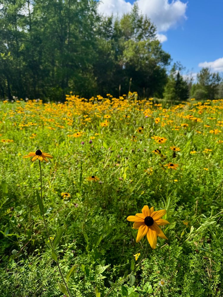 Field of yellow flowers with trees in the background and a blue sky 