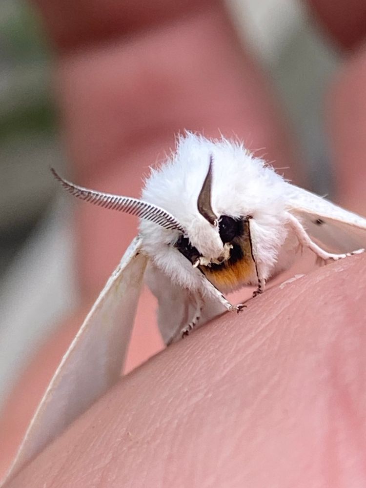 White moth on my hand. Facing camera close up