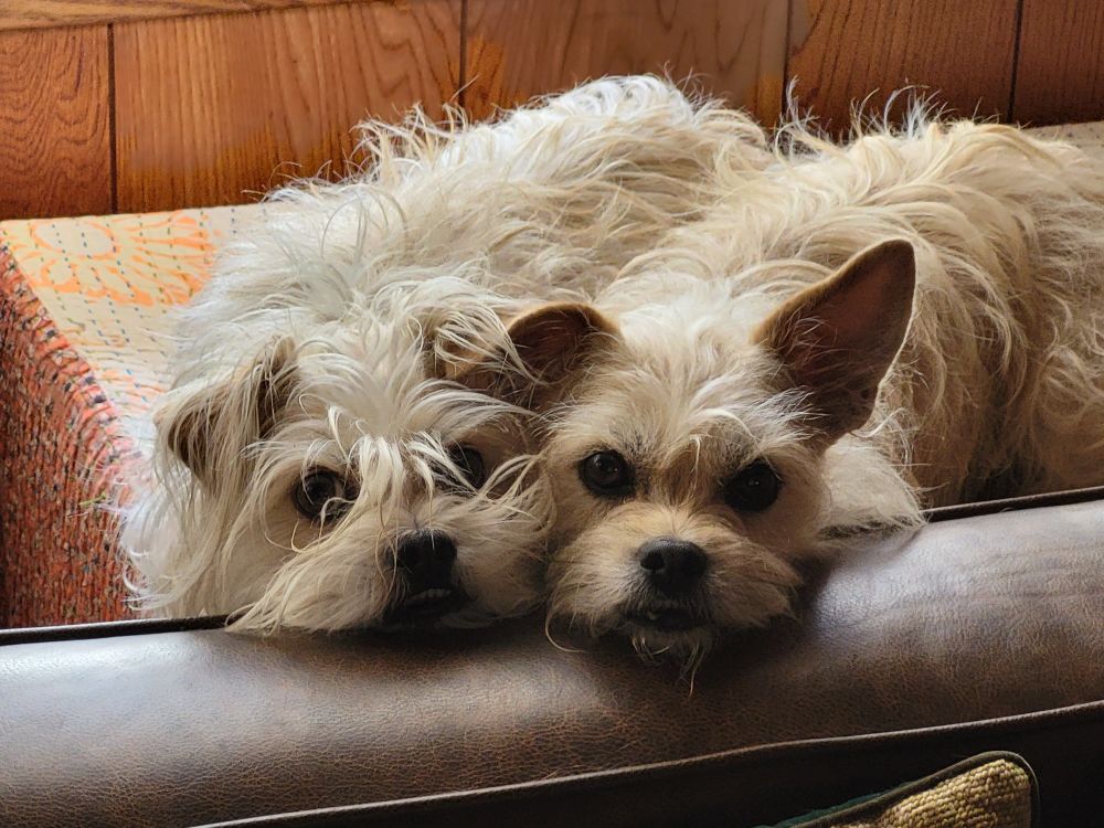 Two tan, scruffy, possibly terrier mixed breed mutt bonded litter mates lying side by side with faces resting on the side of a couch.