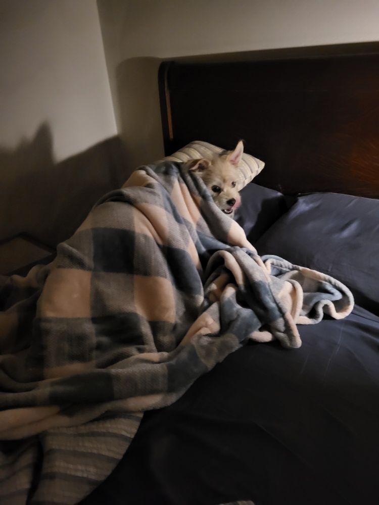 Tan terrier mix un-making the bed and is standing under the blankets with only his head visible. Look if defiance on his face.