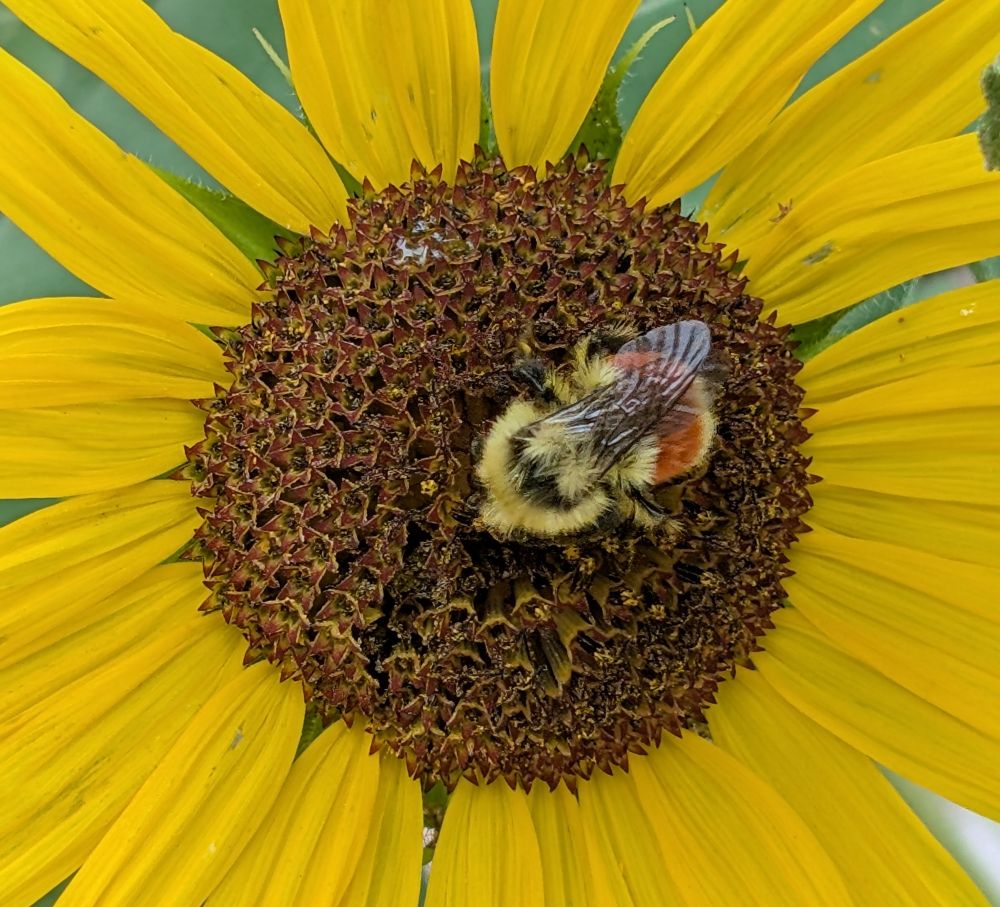 Closeup of a sunflower with a native yellow and orange bee in the center. Boulder, CO. August 2025.