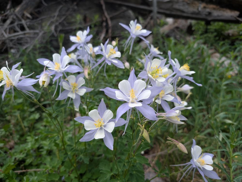 A riot of light purple and white Columbine blooms against a green background. Mount Zirkel Wilderness, Colorado, July 2025.