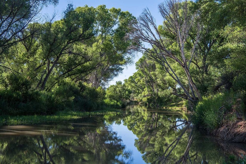 An arching canopy of cottonwoods reflected in the San Pedro River, Arizona. Photo credit: Robin Silver. Used with permission.
