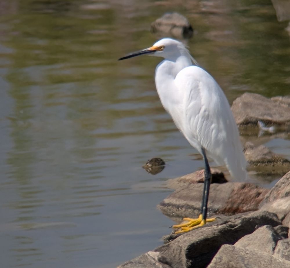 A snowy egret stands on the Rocky edge of a reservoir, facing to the left, with prominent yellow feet.
