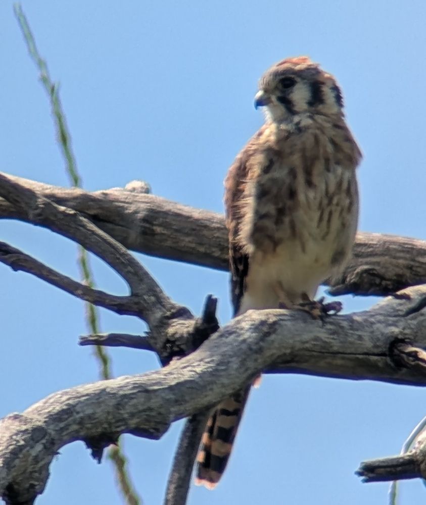 Another kestrel, amid numerous bare branches, against a blue sky. Barr Lake State Park. August 2025.
