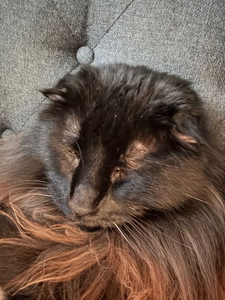 Fluffy black cat face with closed eyes.