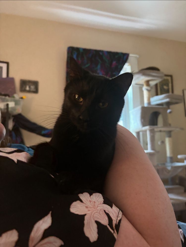 A black cat in the arms of a fat white woman. We only see her arm, clothed shoulder and chin. The black cat looks very serious. 