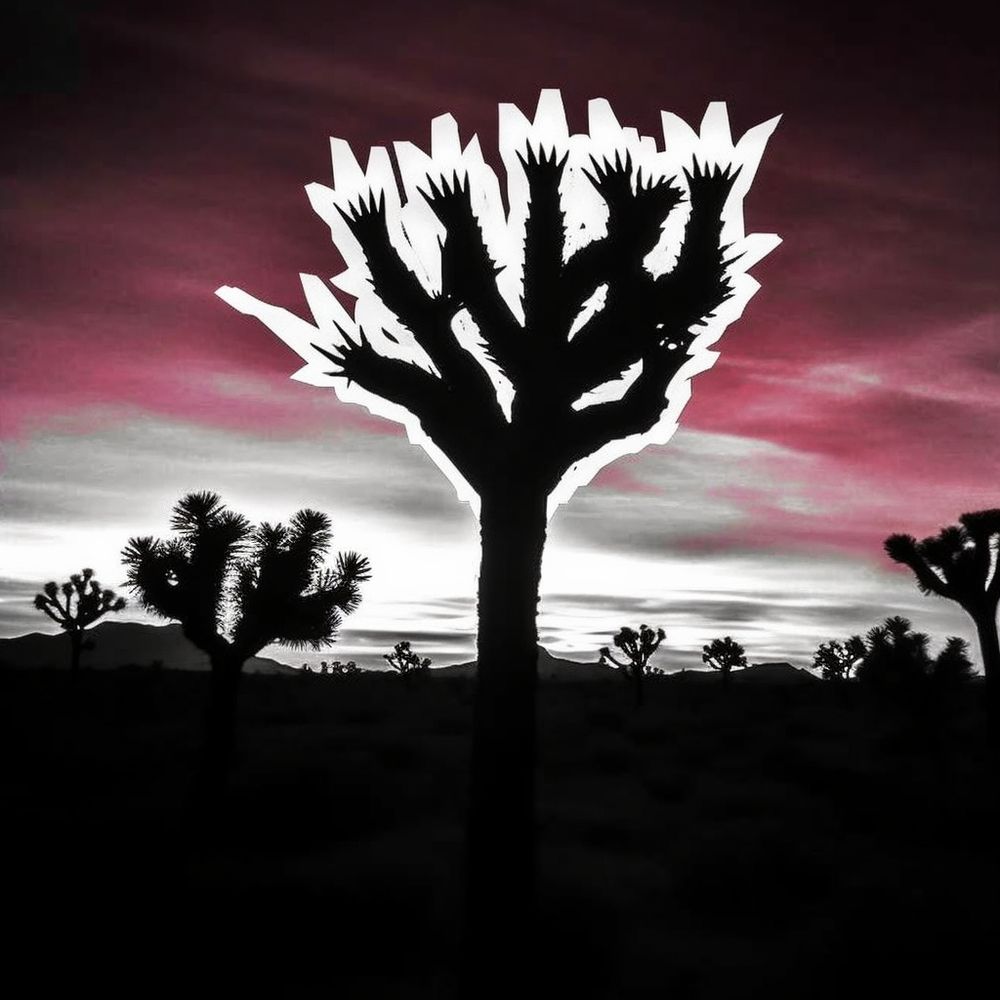 A picture of a Joshua Tree that is turning into a sticker #art