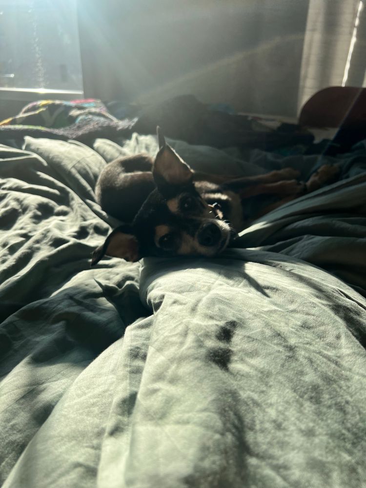 Dog lays in a sunny spot on a bed