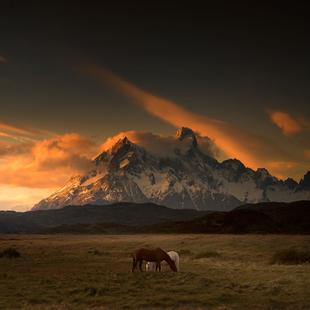 Two horses graze peacefully on a vast grassland in front of the dramatic, snow-capped peaks of Torres del Paine in Patagonia. 
