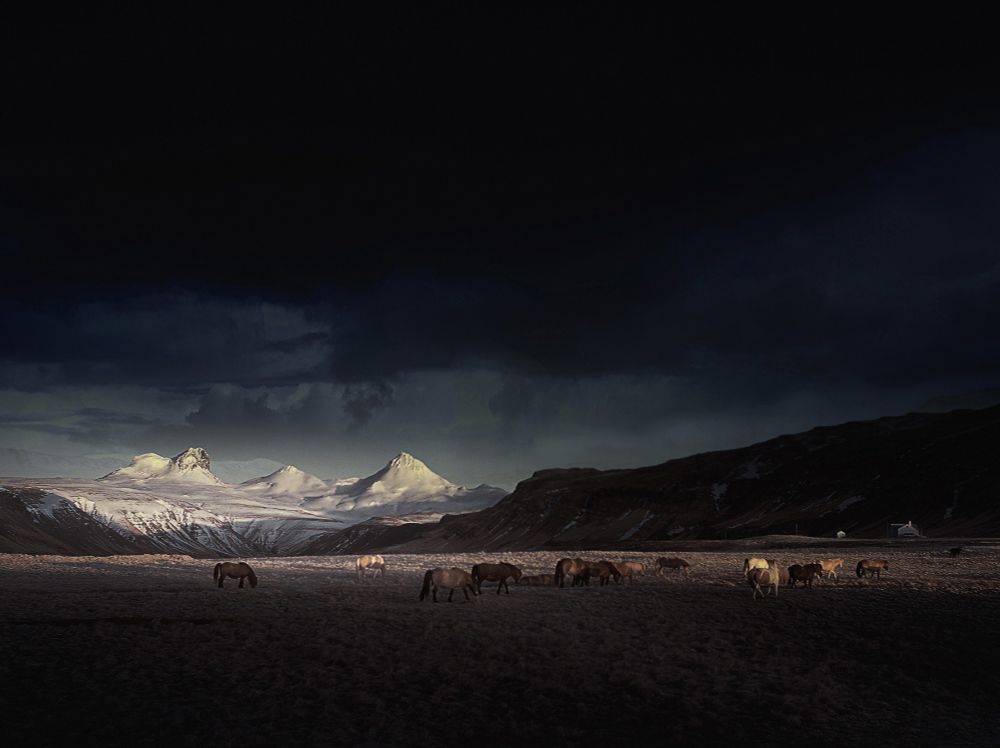 A group of Icelandic horses graze on a vast, rugged plain under a dramatic, dark sky. In the distance, snow-covered mountains glow in soft light, creating a striking contrast between the illuminated peaks and the shadowy landscape. A few small buildings are visible near the base of the hills, adding a sense of scale to the remote and atmospheric Icelandic setting.