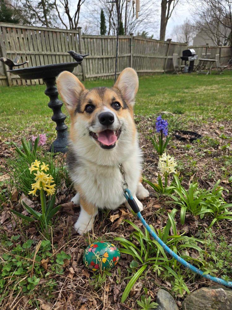 A photo of a tricolor corgi puppy sitting in a garden in front of a bird bath. She has a big smile. She is surrounded by different colored hyacinths and has a green Easter egg in front of her painted with red, yellow, and pink flowers. 