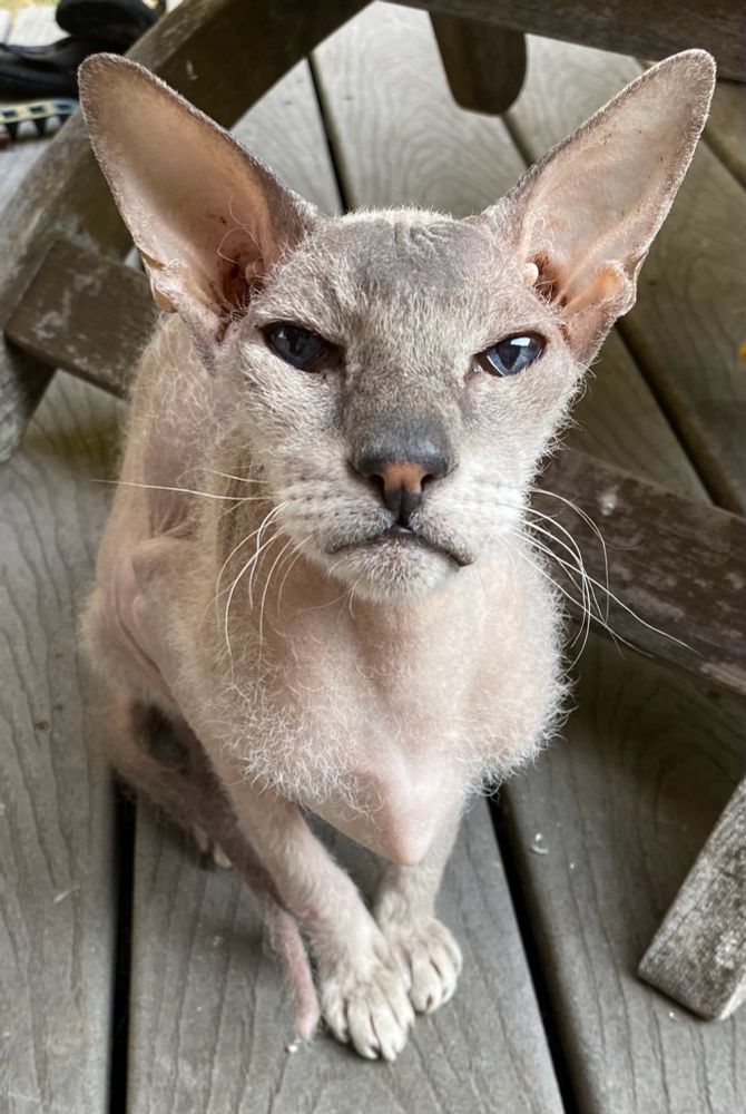 A peterbald brush coat cat