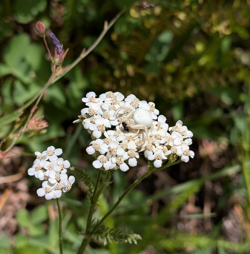 A white goldenrod crab spider on a white cluster of yarrow flowers.
