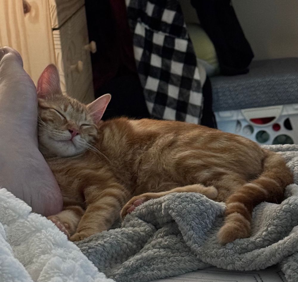 Orange kitten asleep with their head resting on a foot. 