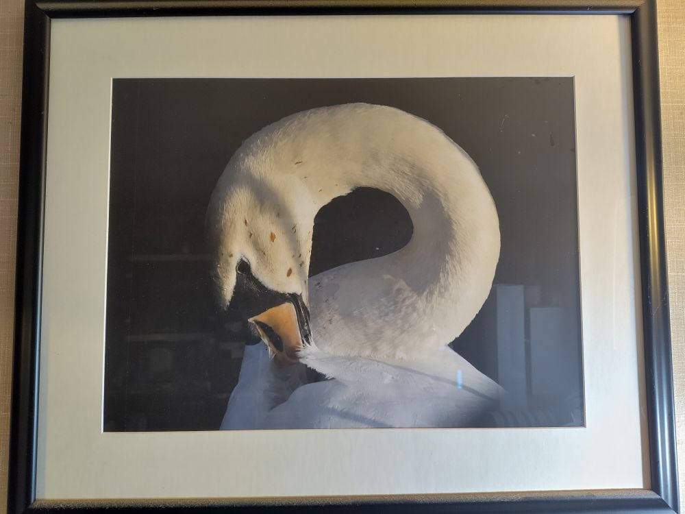 Photograph in a black frame and white mount. The photo is of a mute swan's head and neck, the neck curving round in an almost perfect circle as it grooms itself. 