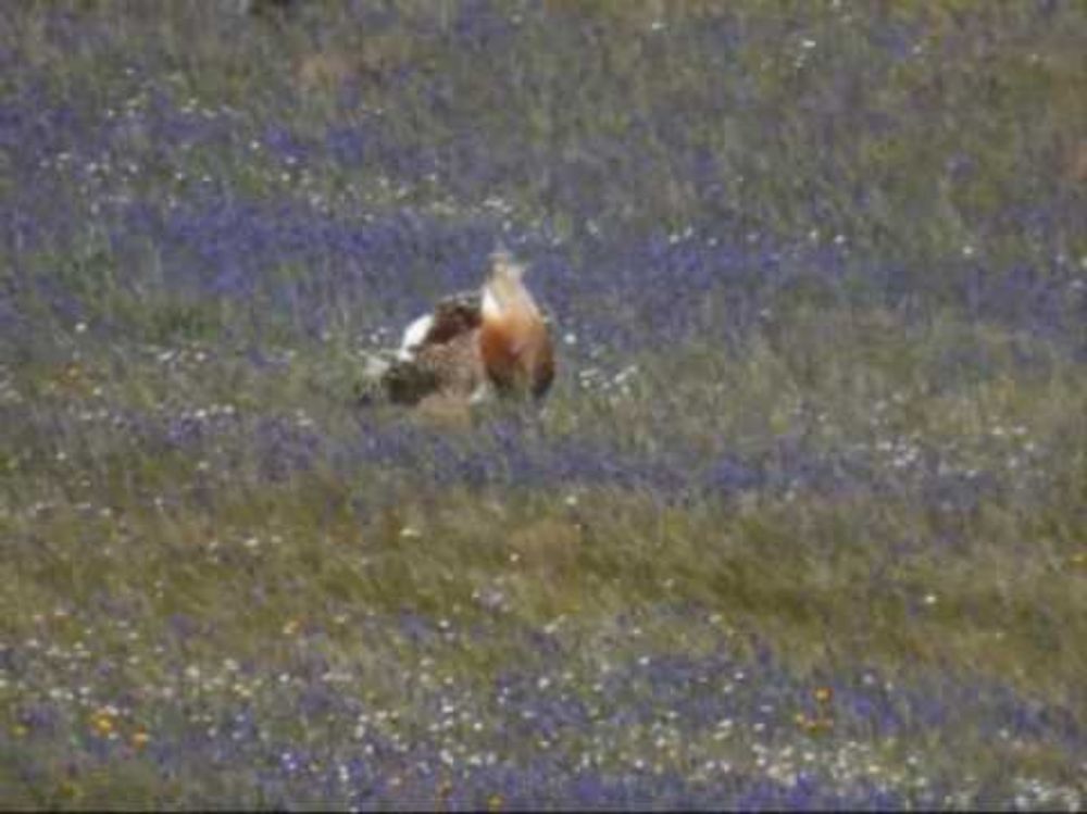 Abetarda / Great bustard (Otis tarda)