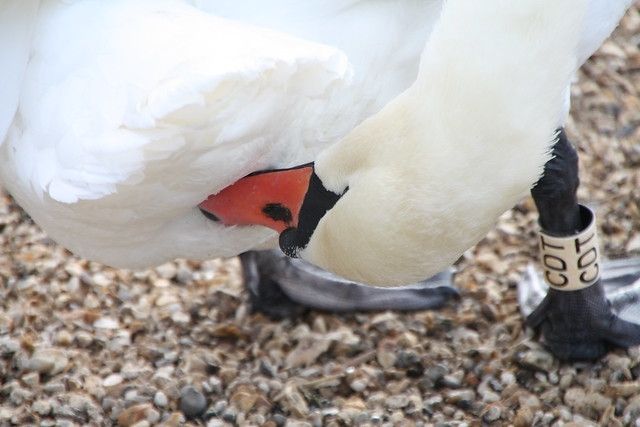 An adult mute swan, bending its head round to groom its belly. 