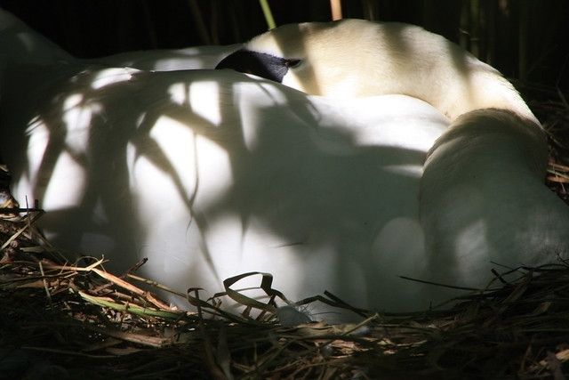 A mute swan, resting in the shade of some reeds. The swan is asleep, with its neck curving back and its beak tucked under a wing. The sunlight through the reeds is casting a pattern of light and shade over the swan's body. 